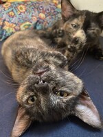 手前からアンとニュイ。