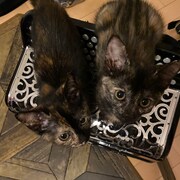 左からニュイ、アン。