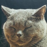 オレモリカエル「カニとネコ」ジャケット