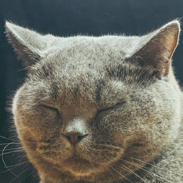 オレモリカエル「カニとネコ」ジャケット