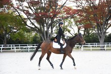 菅井友香（櫻坂46）