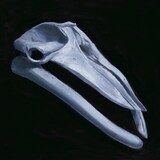 Mississippi Khaki Hair「From Nightfall till Dawn」ジャケット