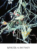 「MYKITA for Daiki Tsuneta」ビジュアル