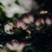 北里彰久「In Bloom」配信ジャケット