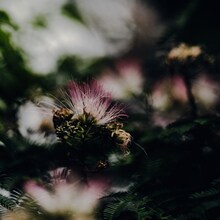 北里彰久「In Bloom」配信ジャケット