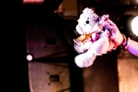 ナナちゃん（Photo by Masayo）