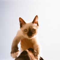 カネコアヤノ「腕の中でしか眠れない猫のように」配信ジャケット