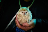 ハリネズミの“へじ”ちゃん。和田の自宅ではこのほか、フクロモモンガの“モモ”ちゃん、シマリスの“リズ”ちゃん、カメの“タトルコ”ちゃんが暮らしている。