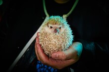 ハリネズミの“へじ”ちゃん。和田の自宅ではこのほか、フクロモモンガの“モモ”ちゃん、シマリスの“リズ”ちゃん、カメの“タトルコ”ちゃんが暮らしている。