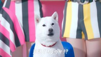 NiziU×ソフトバンク新WebCM「ネコとおしゃべり!?」編より。