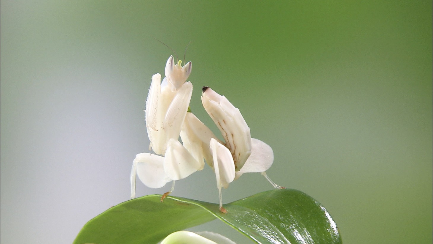 花に擬態するカマキリ。 (c)NHK