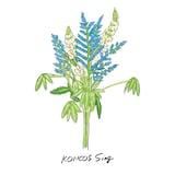 KONCOS「Sing」配信ジャケット