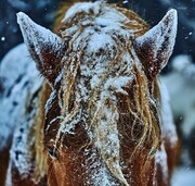 THE ANDS「herein」ジャケット