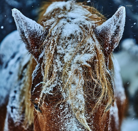 THE ANDS「herein」ジャケット