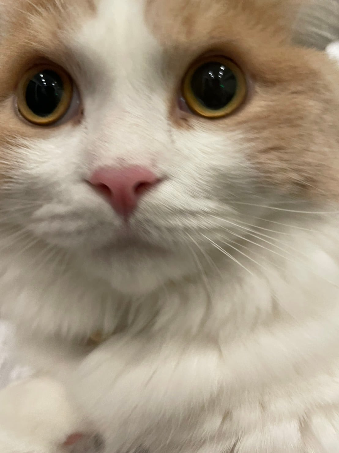 先日樹の愛猫のマースと遊びました！