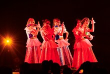 豆柴の大群（撮影：大橋祐希）