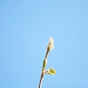 クリープハイプ「四季」配信ジャケット