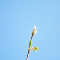 クリープハイプ「四季」配信ジャケット