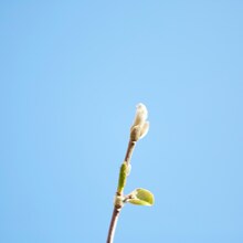 クリープハイプ「四季」配信ジャケット