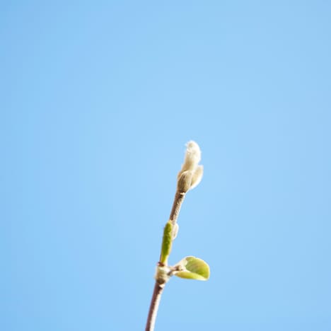 クリープハイプ「四季」配信ジャケット