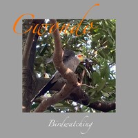 Cwondo「Birdwatching」配信ジャケット