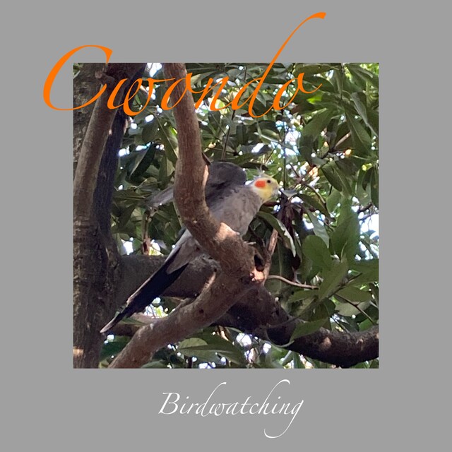 Cwondo「Birdwatching」配信ジャケット