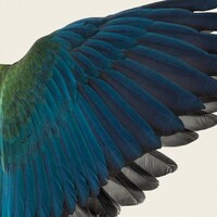 BBHF「黒い翼の間を」配信ジャケット