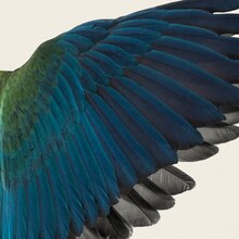 BBHF「黒い翼の間を」配信ジャケット