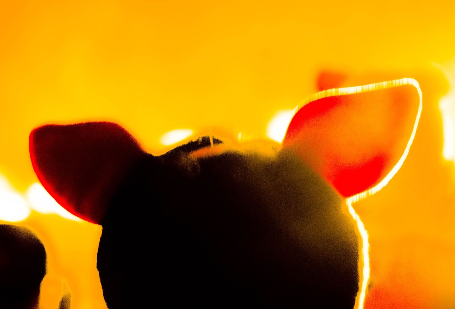 PIGGS「BOO BOO ZOO」より。（Photo by METTY）