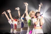 豆柴の大群（Photo by sotobayashi kenta）