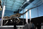 「Sony presents DinoScience 恐竜科学博 ～ララミディア大陸の恐竜物語～」の様子。