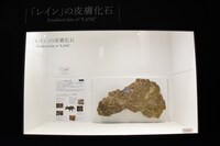 「Sony presents DinoScience 恐竜科学博 ～ララミディア大陸の恐竜物語～」の様子。