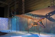 「Sony presents DinoScience 恐竜科学博 ～ララミディア大陸の恐竜物語～」の様子。
