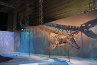 「Sony presents DinoScience 恐竜科学博 ～ララミディア大陸の恐竜物語～」の様子。