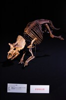 「Sony presents DinoScience 恐竜科学博 ～ララミディア大陸の恐竜物語～」の様子。