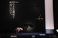 「Sony presents DinoScience 恐竜科学博 ～ララミディア大陸の恐竜物語～」の様子。