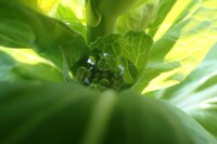 「自然を主旋律としてピアノは調和を」イメージビジュアル