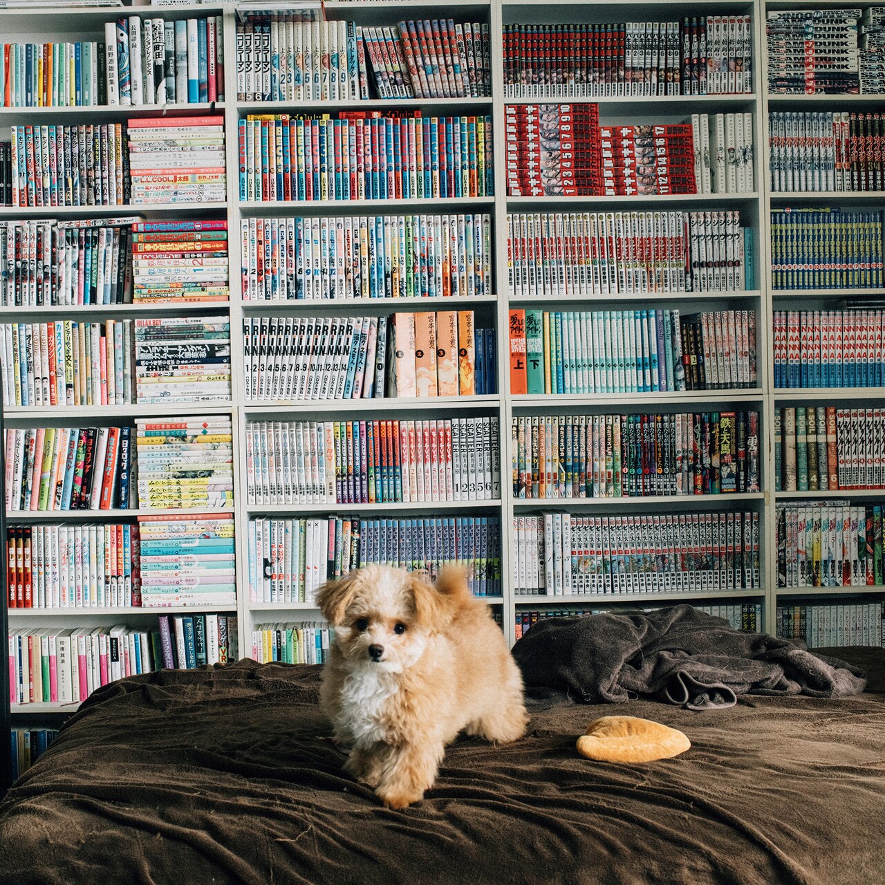 忘れらんねえよのアコムCM曲配信リリース、「がんばるキミと柴田プロジェクト」始動