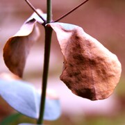 Riki Hidaka、Jim O’Rourke、Eiko Ishibashi「置大石」ジャケット