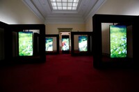 賀喜遥香がパフォーマーを担当した「見返り美人図 / 菱川師宣筆」の展示。