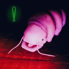 Dos Monos「OCCUPIED!」配信ジャケット