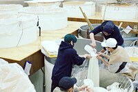 「5013橘」酒造りの様子。