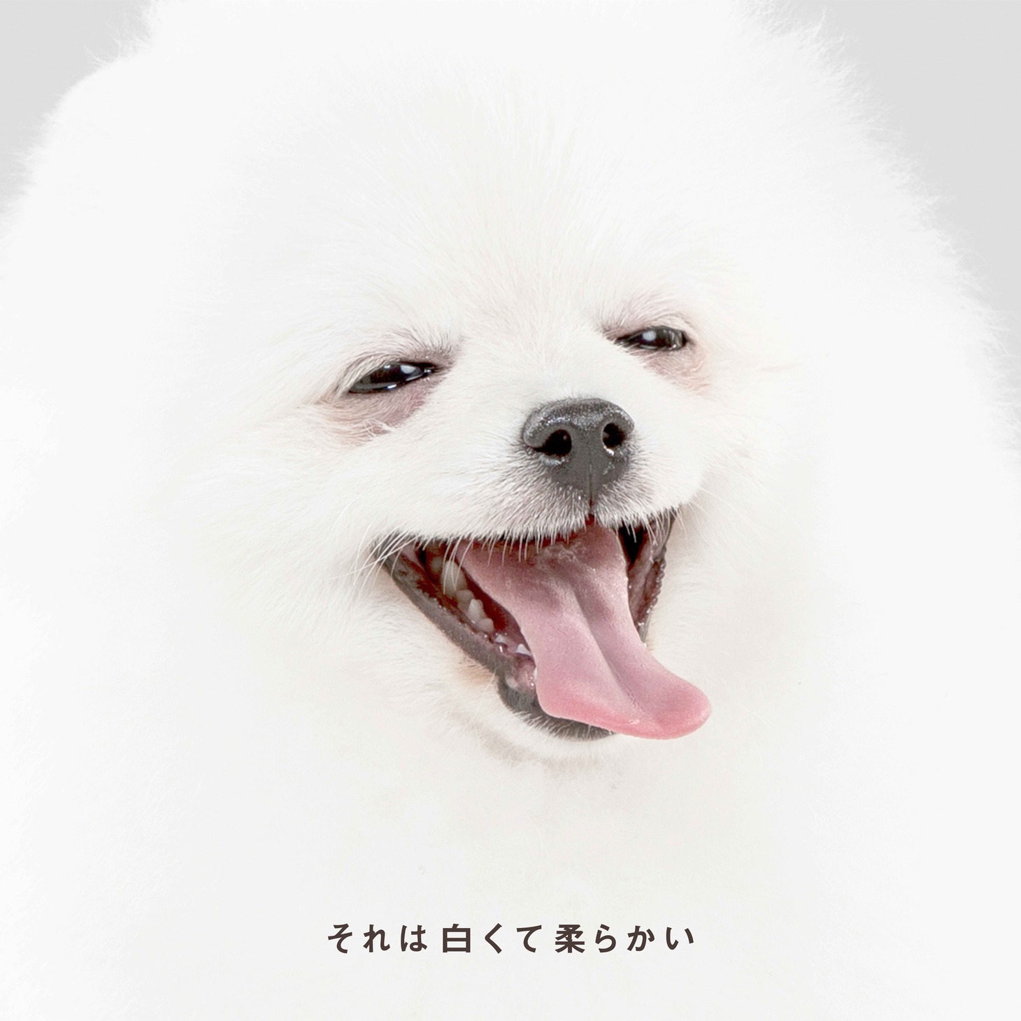 森山直太朗「それは白くて柔らかい」配信ジャケット