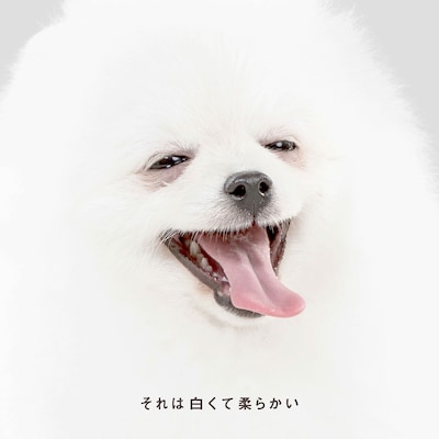 森山直太朗「それは白くて柔らかい」配信ジャケット