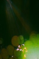 みあ（Vo）（撮影：鈴木友莉）