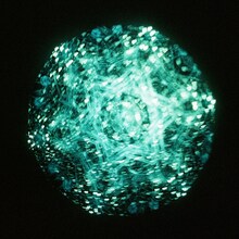 リーガルリリー「Cとし生けるもの」初回限定盤ジャケット