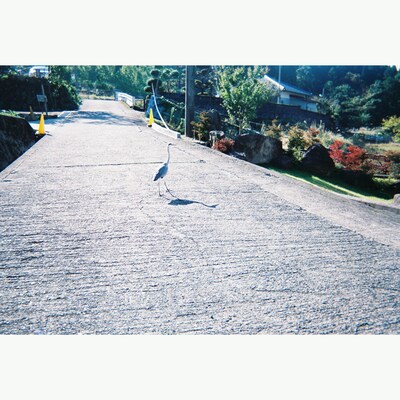 わがつま「終わりのあるもの」配信ジャケット