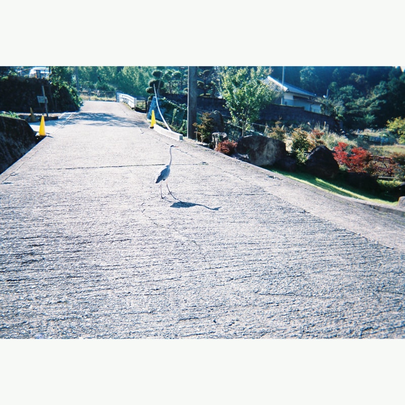 わがつま「終わりのあるもの」配信ジャケット