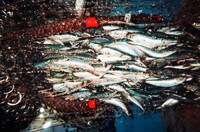 気仙沼漁師カレンダー（2019）