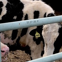 No Buses「Home」配信ジャケット